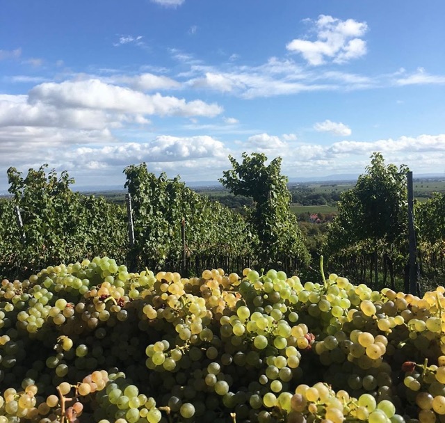 Aussicht Weingut Stern