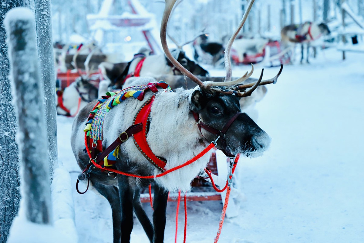 About - Reindeer and fishing nature experience in Finnish Lapland