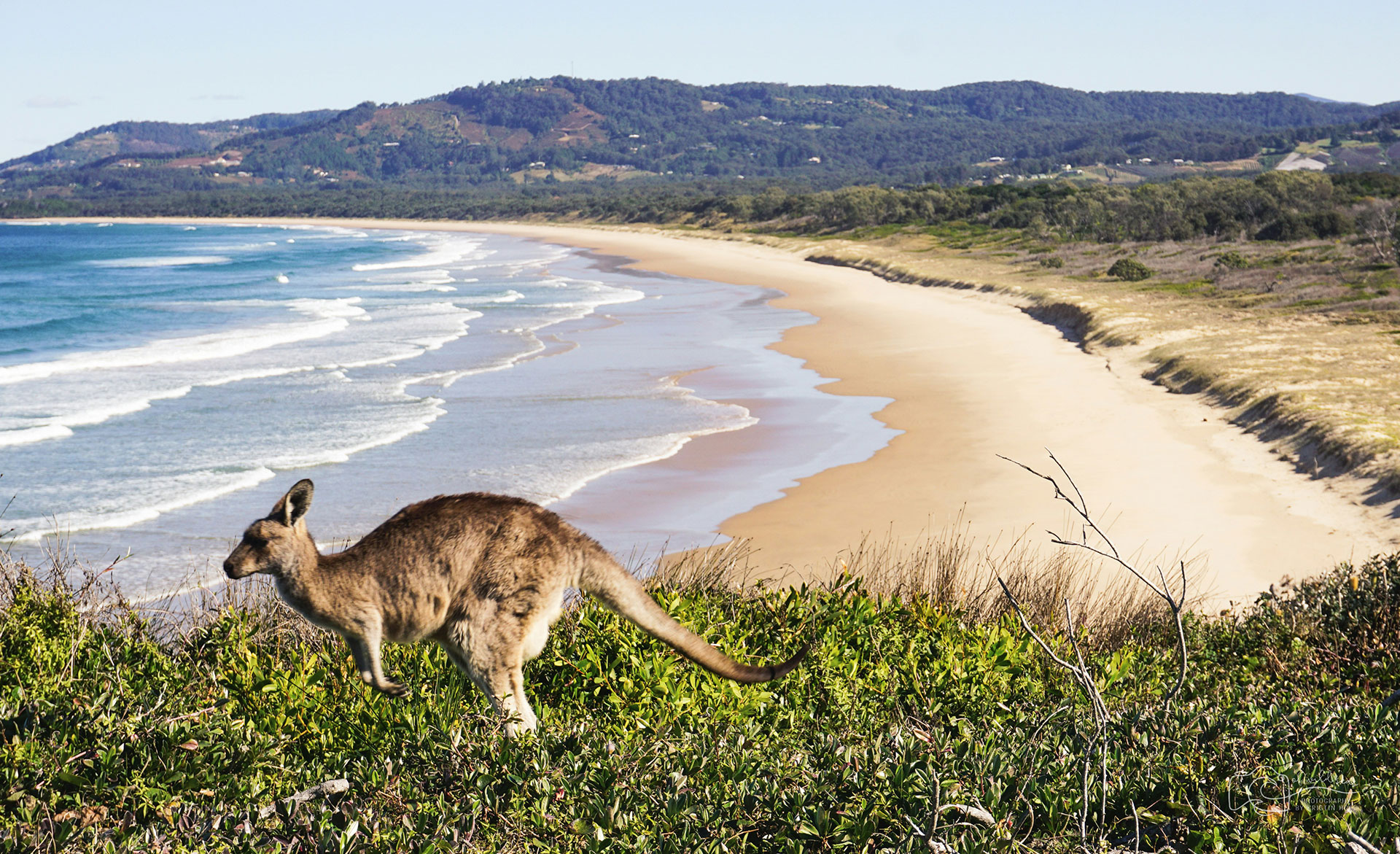 An unforgettable journey through Australia Ein Känguru hüpft über eine grüne Wiese entlang eines sandigen Strandes mit Blick auf das Meer und umliegende Berge im Hintergrund.