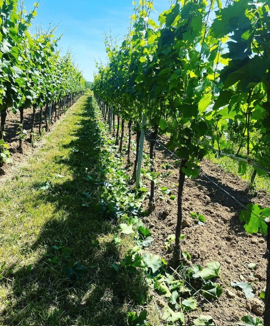 Weinreben